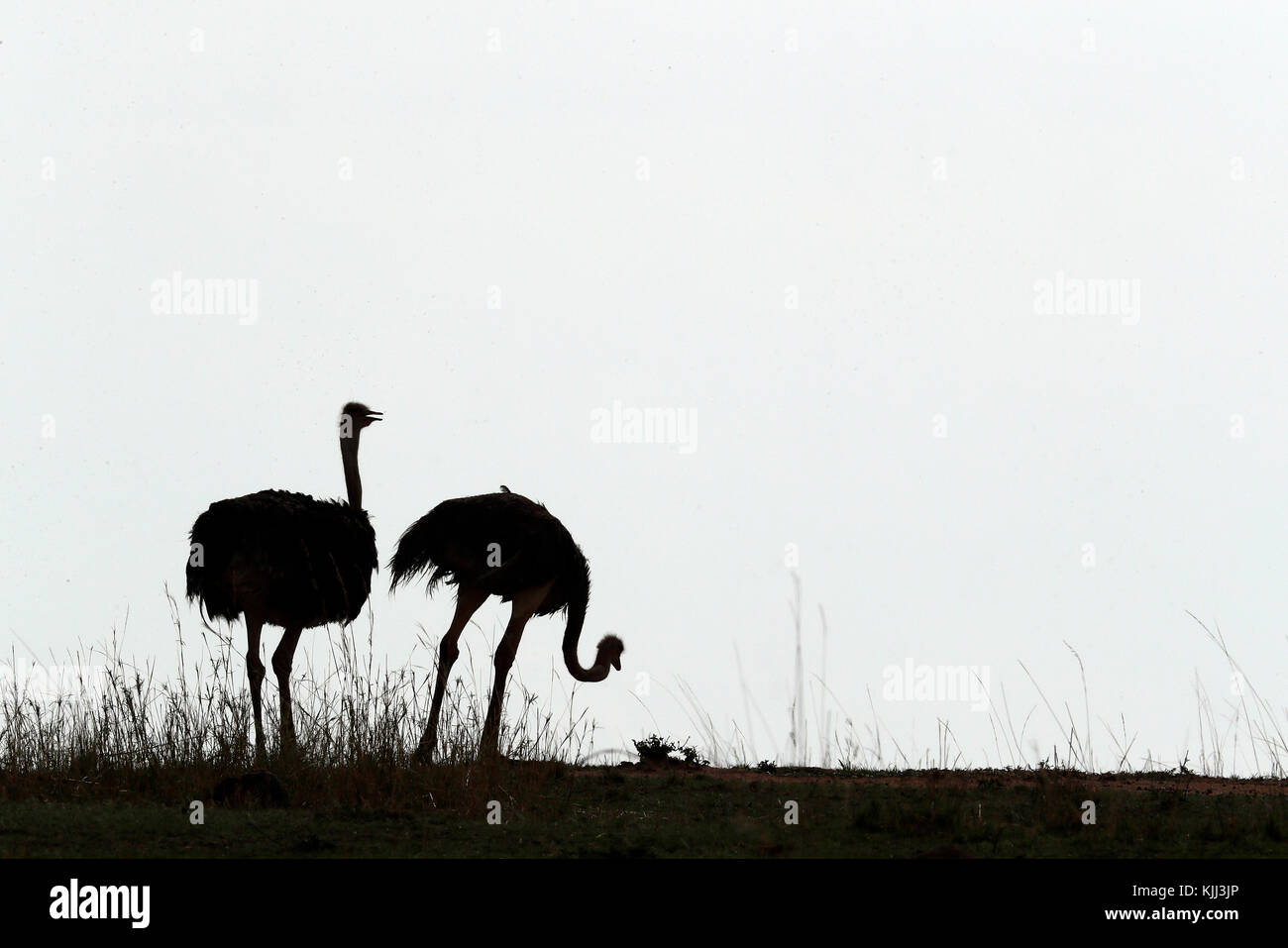 Couple of Ostriches. Silhouettes.  Masai Mara game reserve. Kenya. Stock Photo