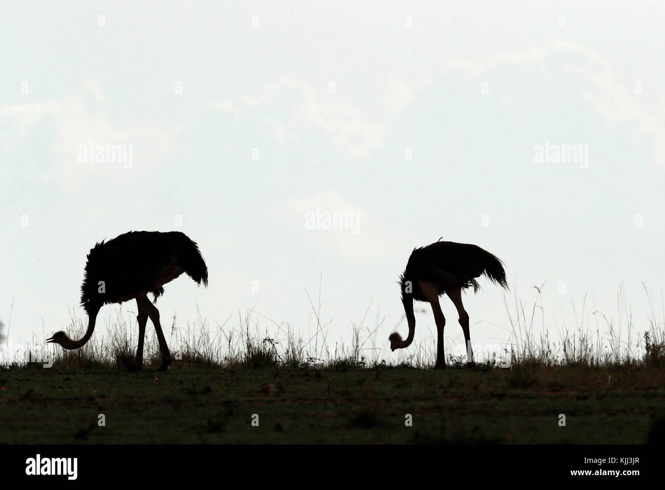 Couple of Ostriches. Silhouettes.  Masai Mara game reserve. Kenya. Stock Photo