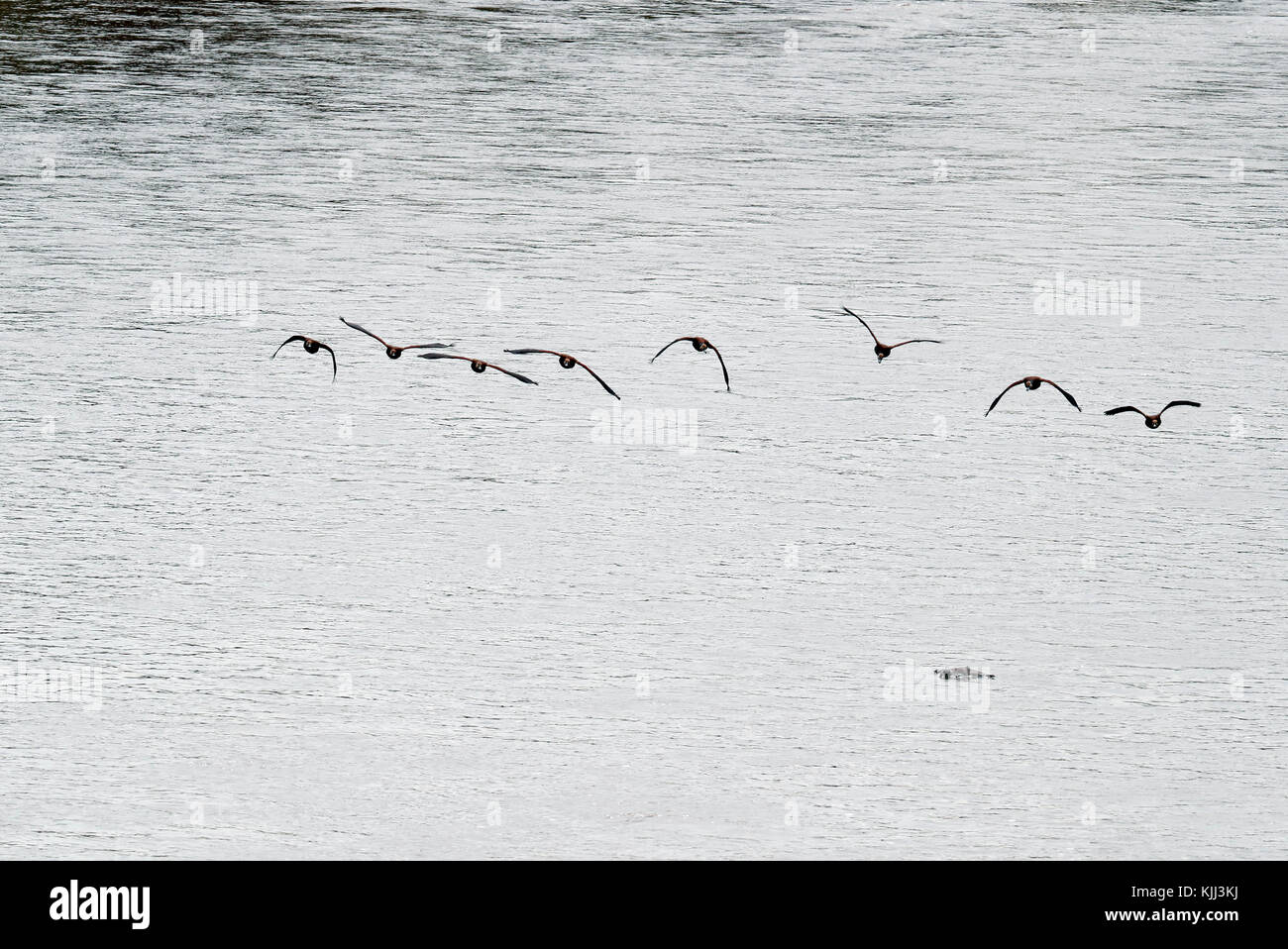 Egyptian Gooses (Alopochen aegyptiacus).  Masai Mara game reserve. Kenya. Stock Photo