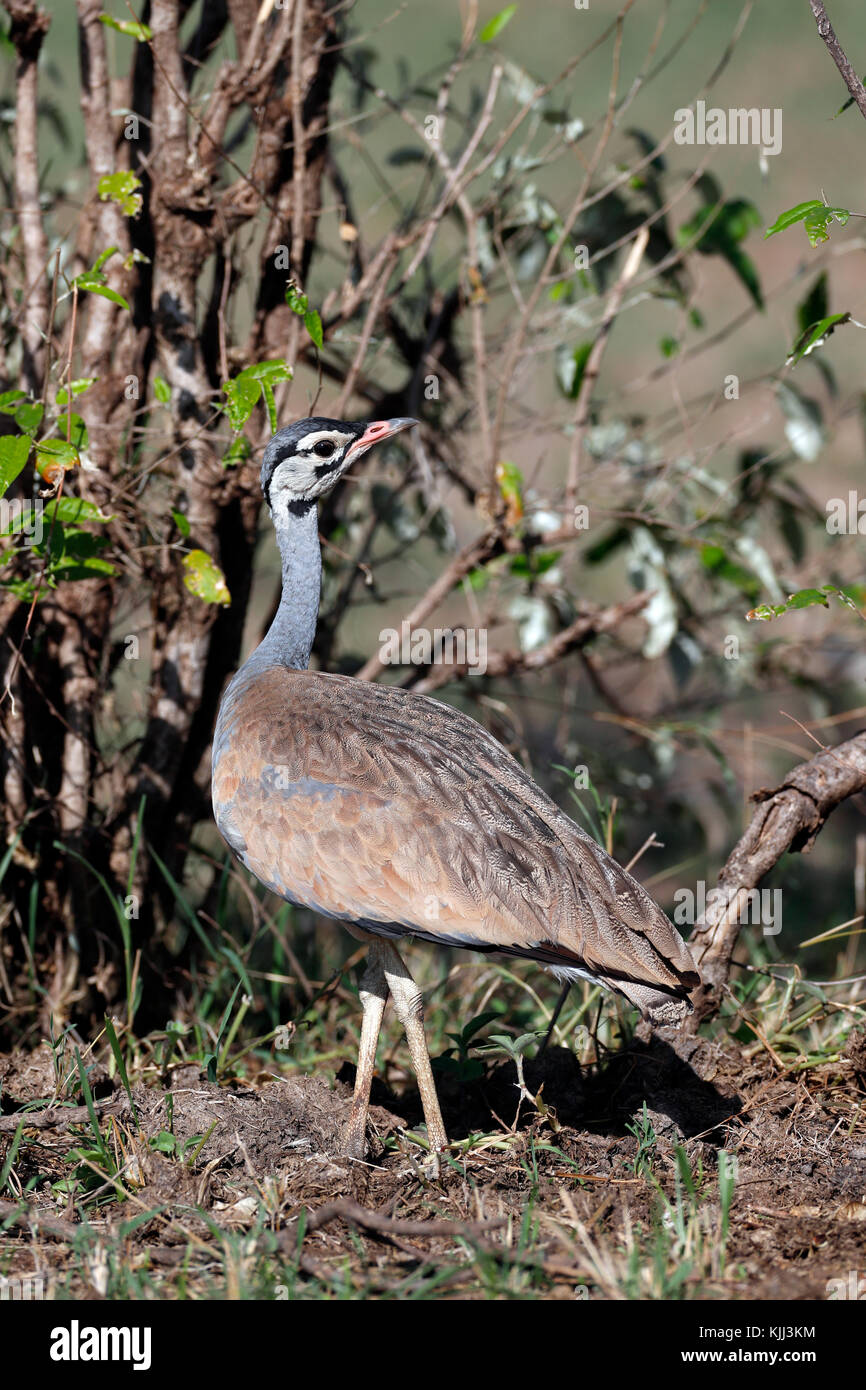 Karoo korhaan eupodotis vigorsii hires stock photography and images