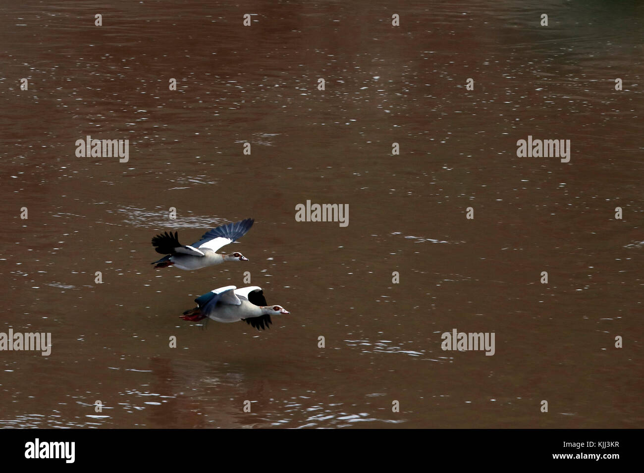 Egyptian Gooses (Alopochen aegyptiacus).  Masai Mara game reserve. Kenya. Stock Photo