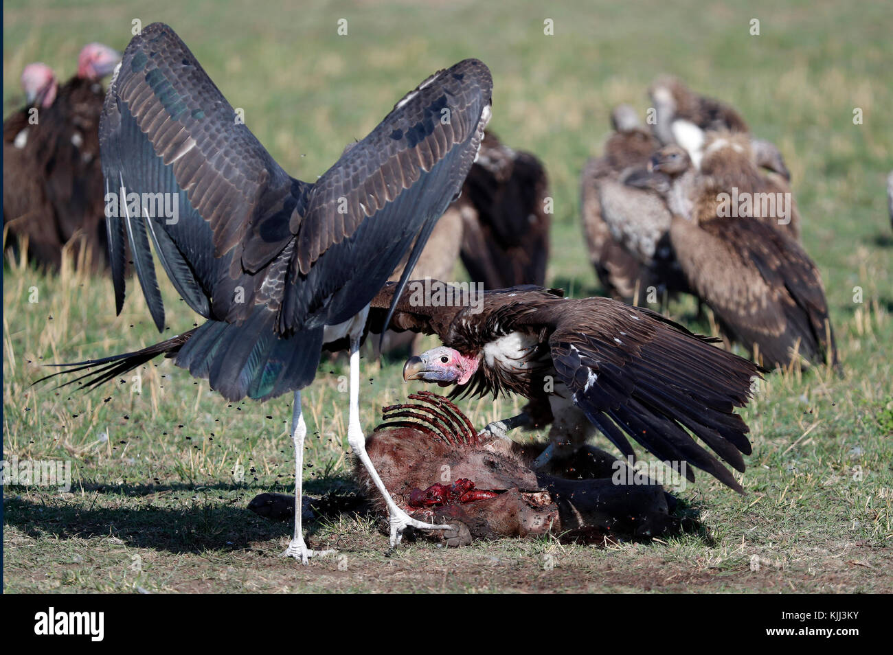 Marabou Stork ( Leptoptilos crumeniferus) Stealing Food From Vultues on a kill? Masai Mara game reserve. Kenya. Stock Photo