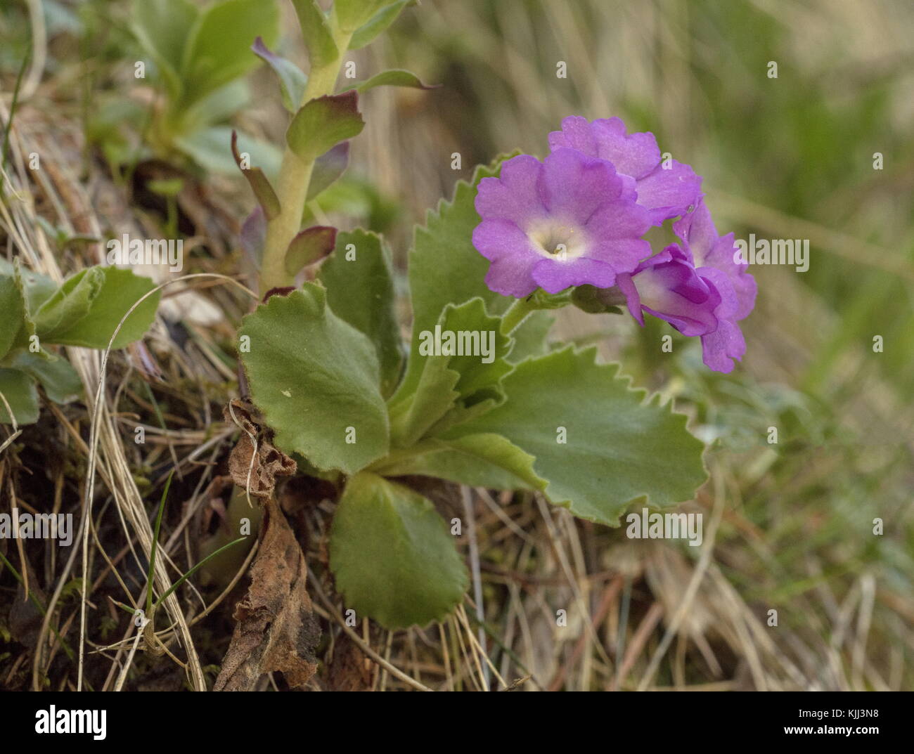 Primula hirsuta, Hairy Primrose, in flower high in the Maritime Alps, France. Stock Photo