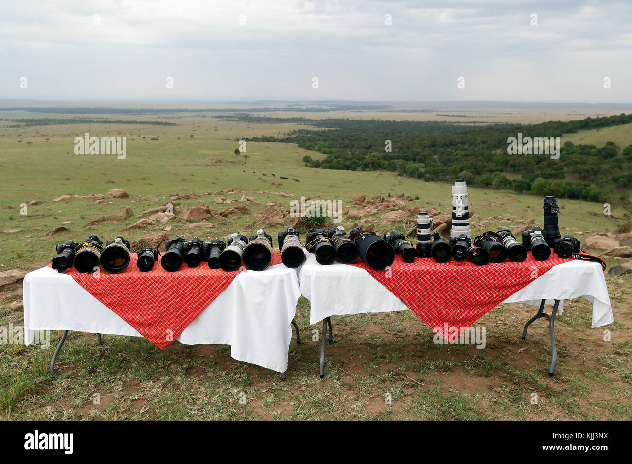 Safari photo.  Canon and Nikon digital cameras and lenses.  Masai Mara game reserve. Kenya. Stock Photo