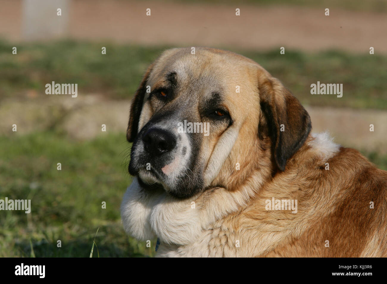 st bernard x mastiff