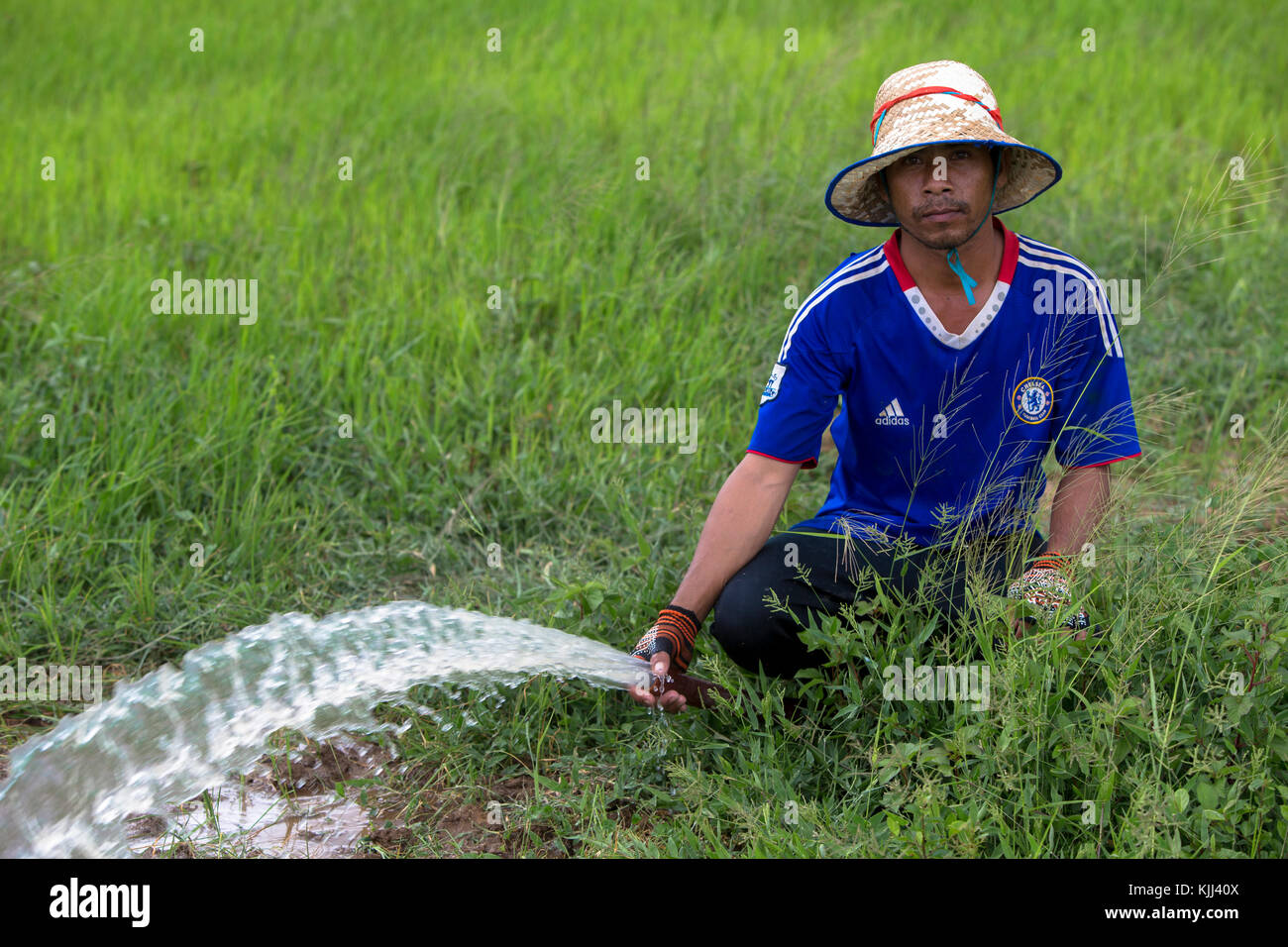 Khmer farmer watering a rice field. Cambodia Stock Photo - Alamy