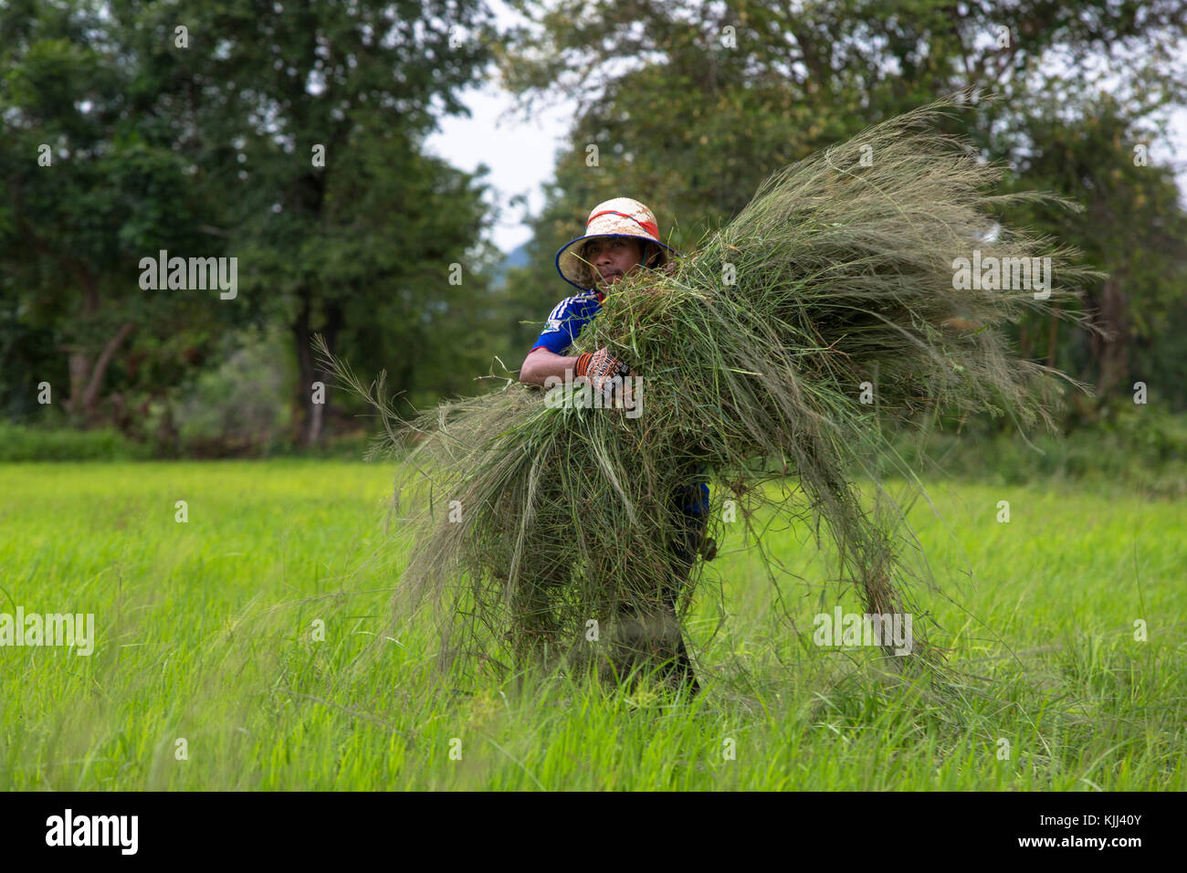 Khmer farmer carrying grass. Cambodia. Stock Photo