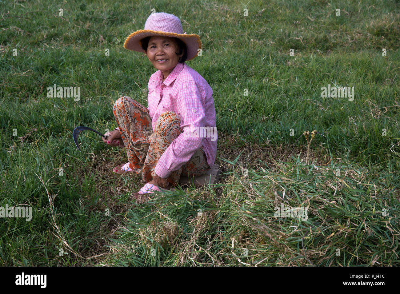Khmer woman cutting grass. Battambang.  Cambodia. Stock Photo