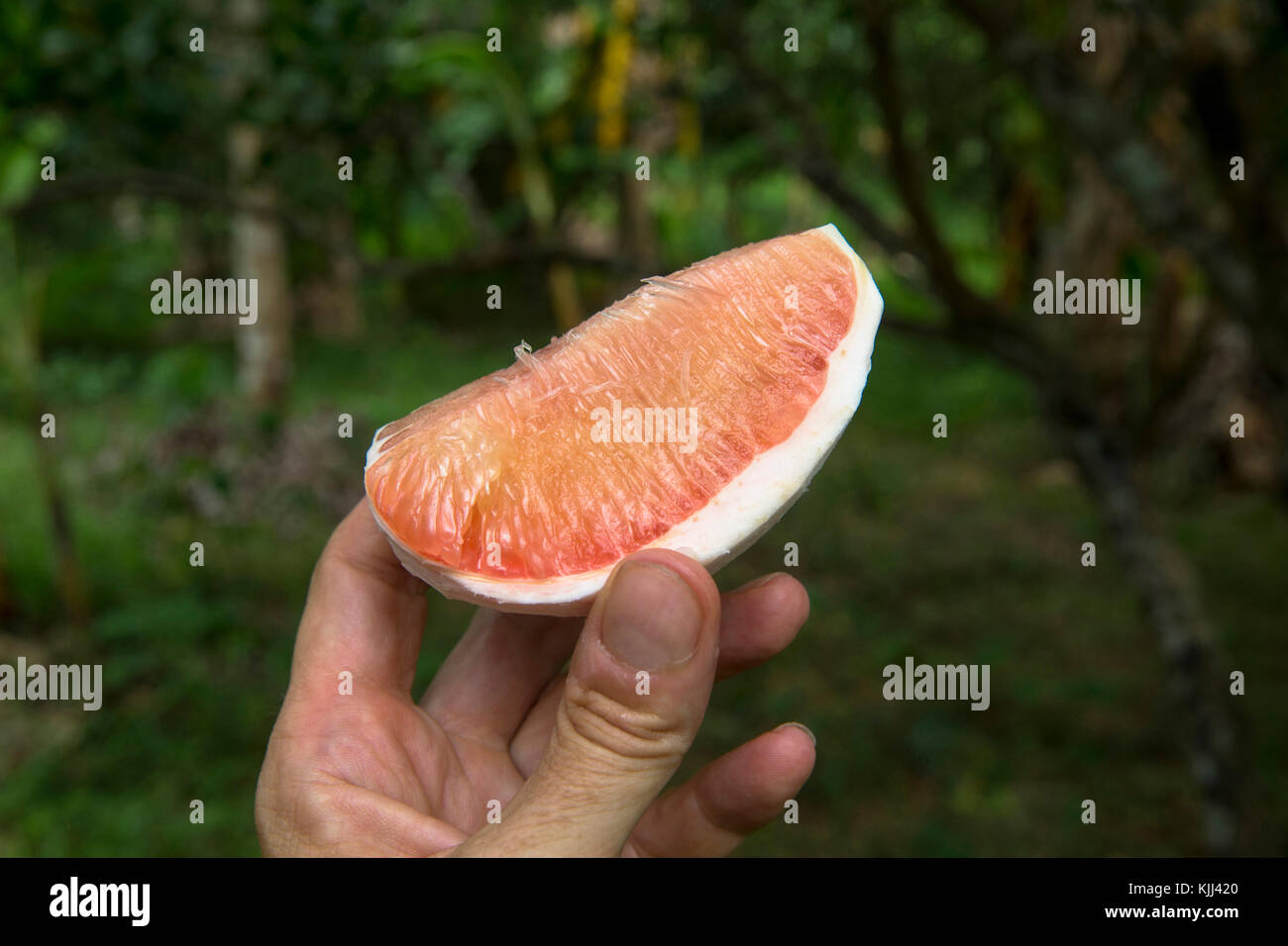 Grapefruit slice. Cambodia. Stock Photo