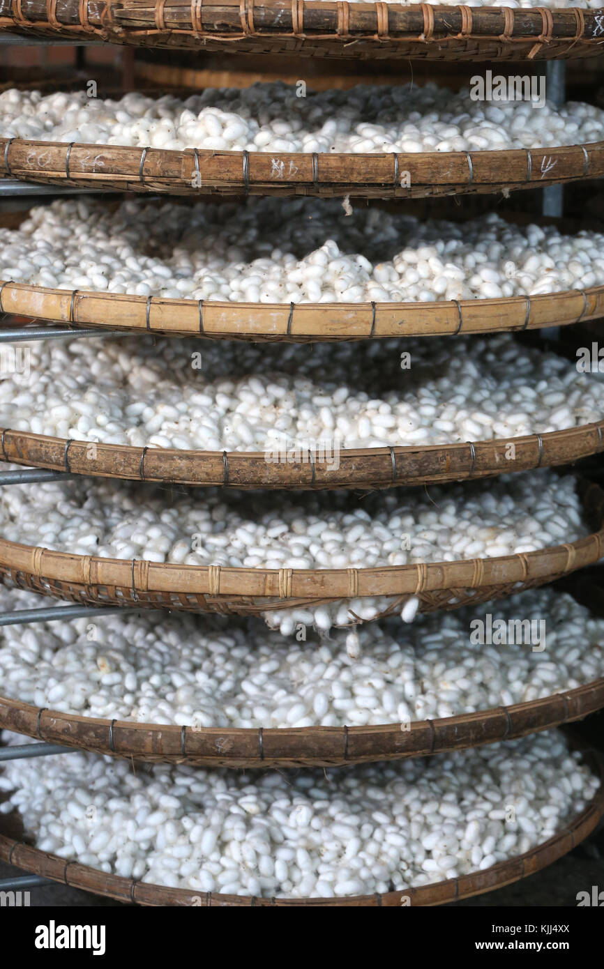 Traditional silk factory.  Silkworm cocoons.  Dalat. Vietnam. Stock Photo