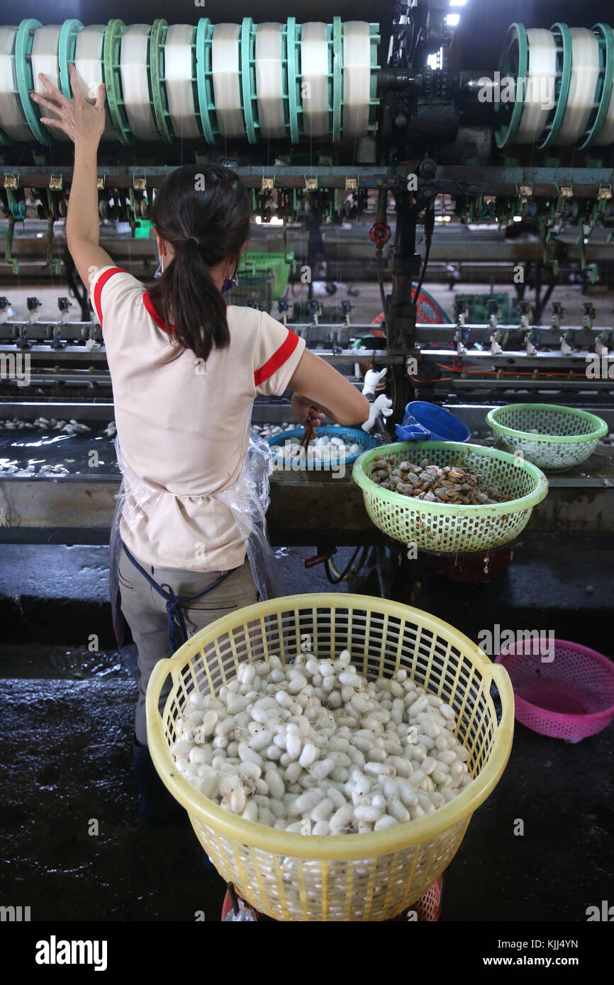 Traditional silk factory.  Silkworm cocoons.  Dalat. Vietnam. Stock Photo