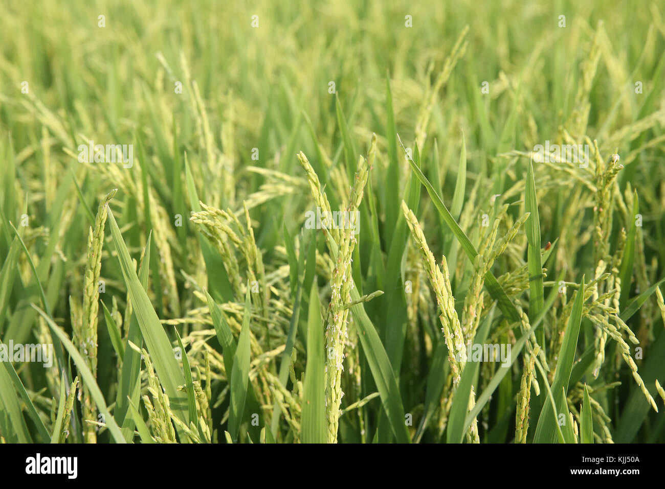 Green rice field.  Ear of rice.  Thay Ninh. Vietnam. Stock Photo