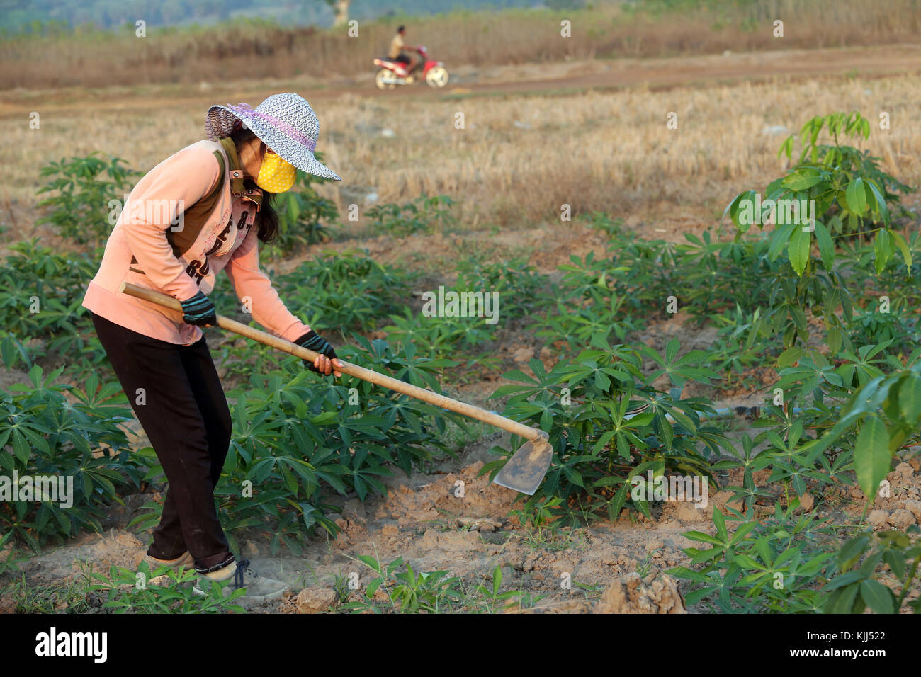 Cassava field.  Vietnamese woman digging soil with the hoe.  Thay Ninh. Vietnam. Stock Photo