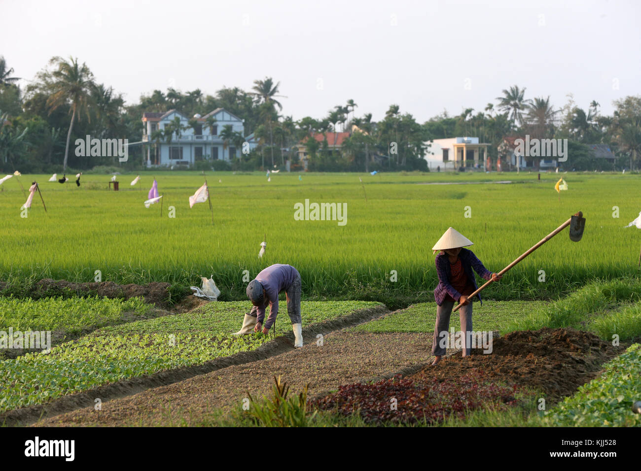 Vietnamese woman digging soil with the hoe in the vegetable field.  Hoi An. Vietnam. Stock Photo