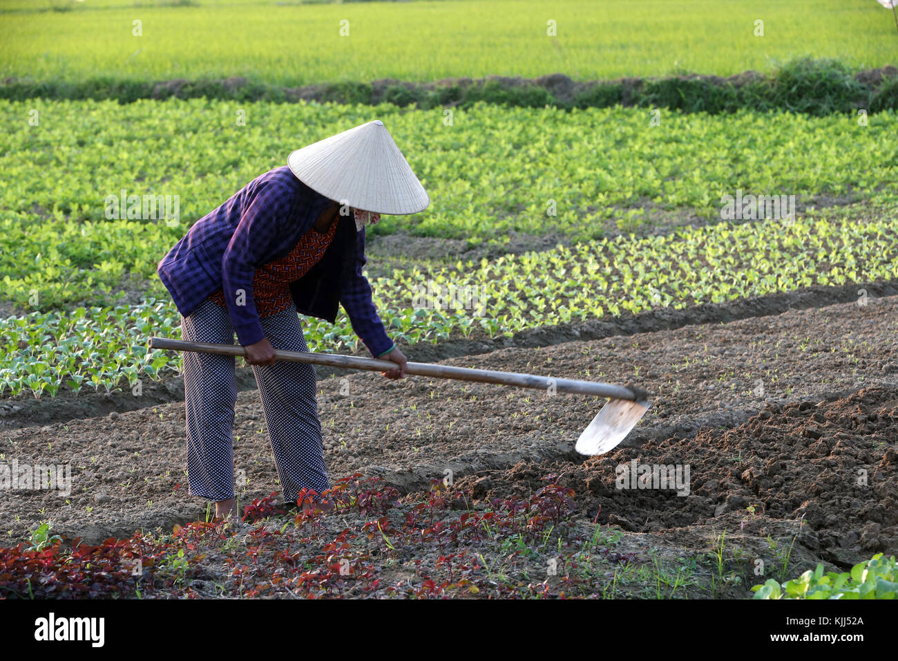 Vietnamese woman digging soil with the hoe in the vegetable field.  Hoi An. Vietnam. Stock Photo