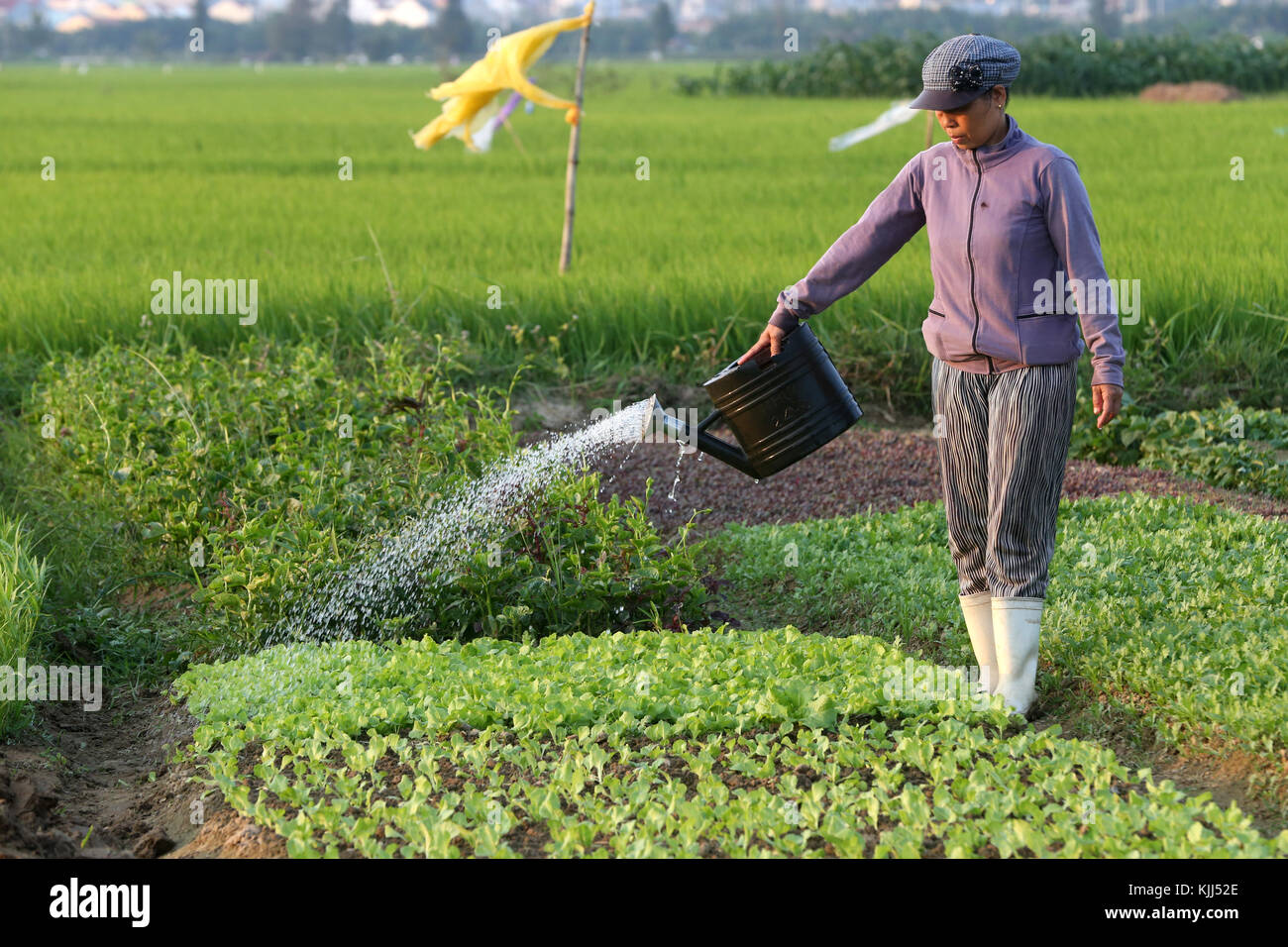 A farmer waters her vegetable farm. Irrigation.  Hoi An. Vietnam. Stock Photo