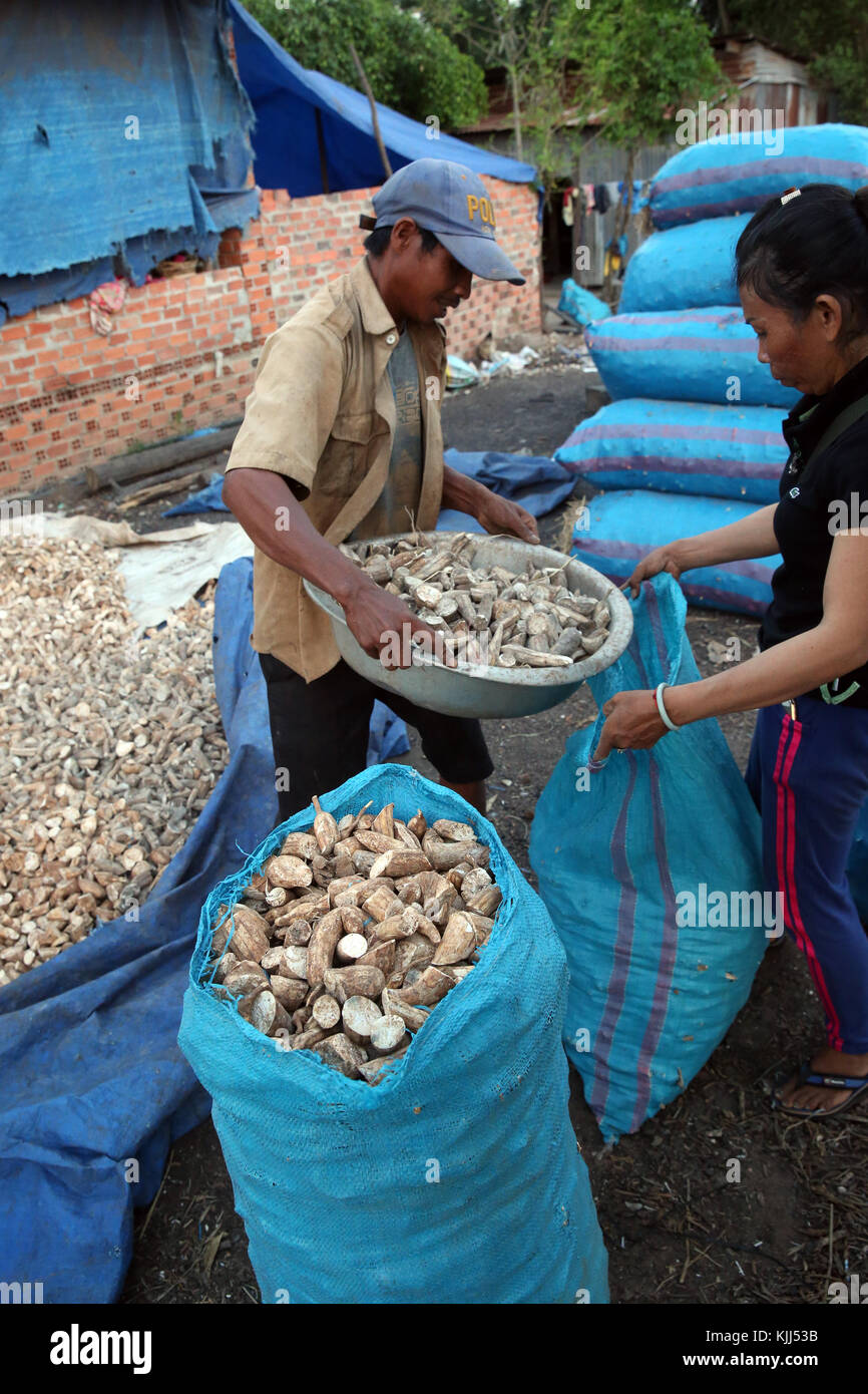 Vietnamese farmers. Cassava (Manihot esculenta) peeled roots.  Thay Ninh. Vietnam. Stock Photo