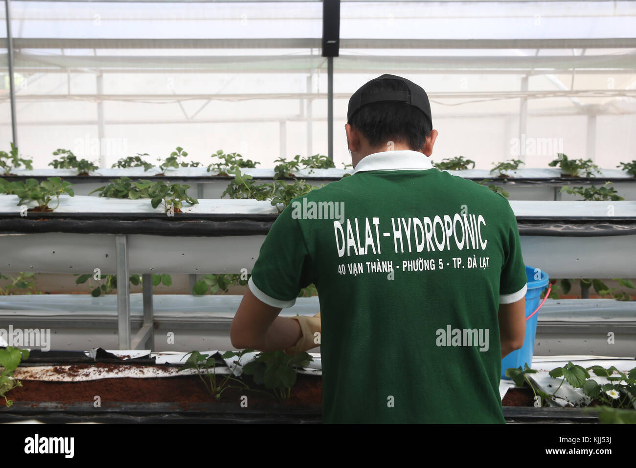 Organic hydroponic vegetable farm.  Young man growing organic strawberries. Dalat. Vietnam. Stock Photo