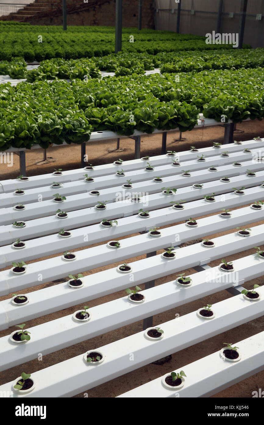 Organic hydroponic vegetable farm. Lettuce rows in greenhouse. Dalat ...