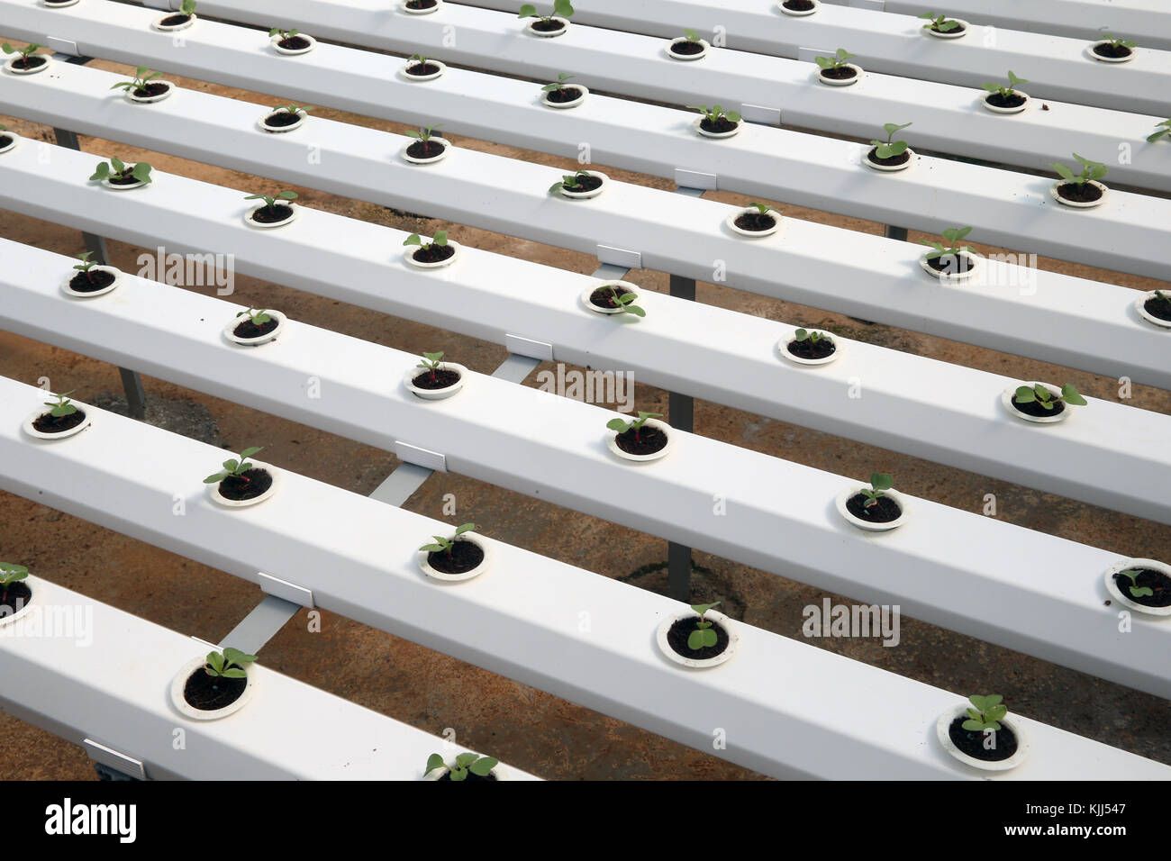 Organic hydroponic vegetable farm.  Lettuce rows in greenhouse.  Dalat. Vietnam. Stock Photo