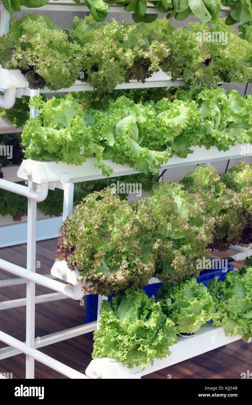 Organic hydroponic vegetable farm. Lettuce rows in greenhouse. Dalat ...