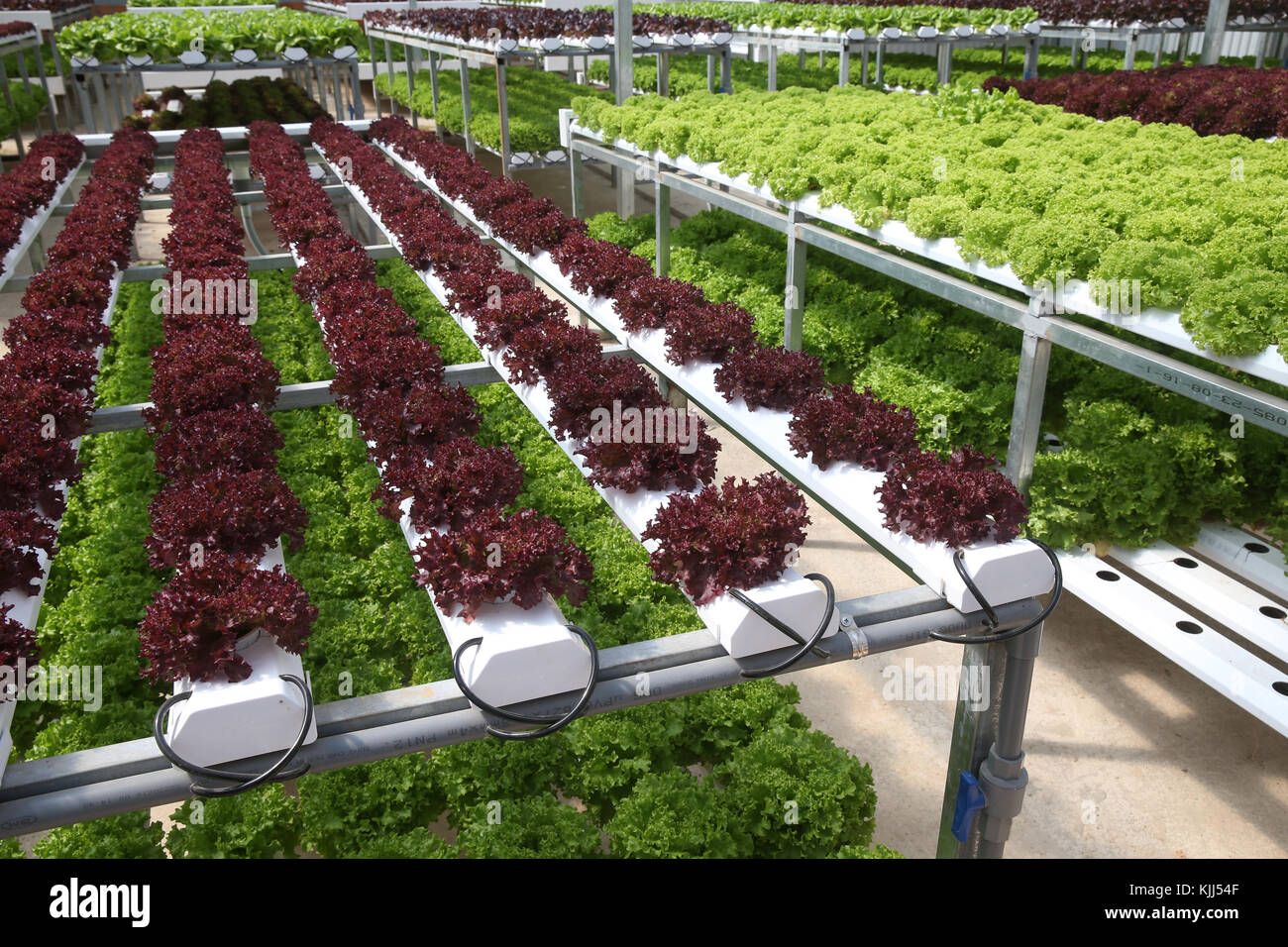 Organic hydroponic vegetable farm. Lettuce rows in greenhouse. Dalat ...