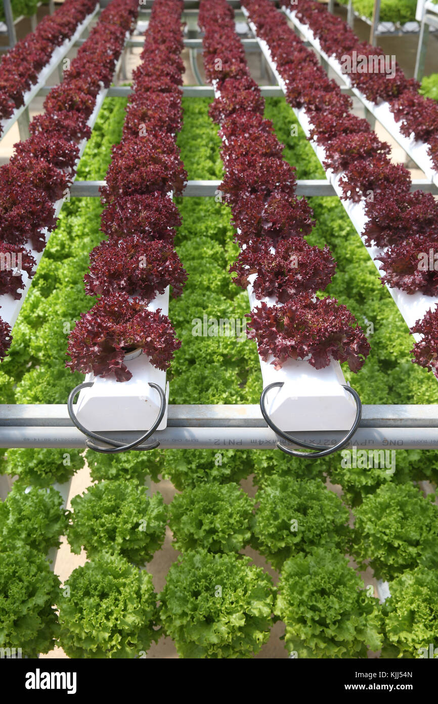 Organic hydroponic vegetable farm. Lettuce rows in greenhouse. Dalat ...