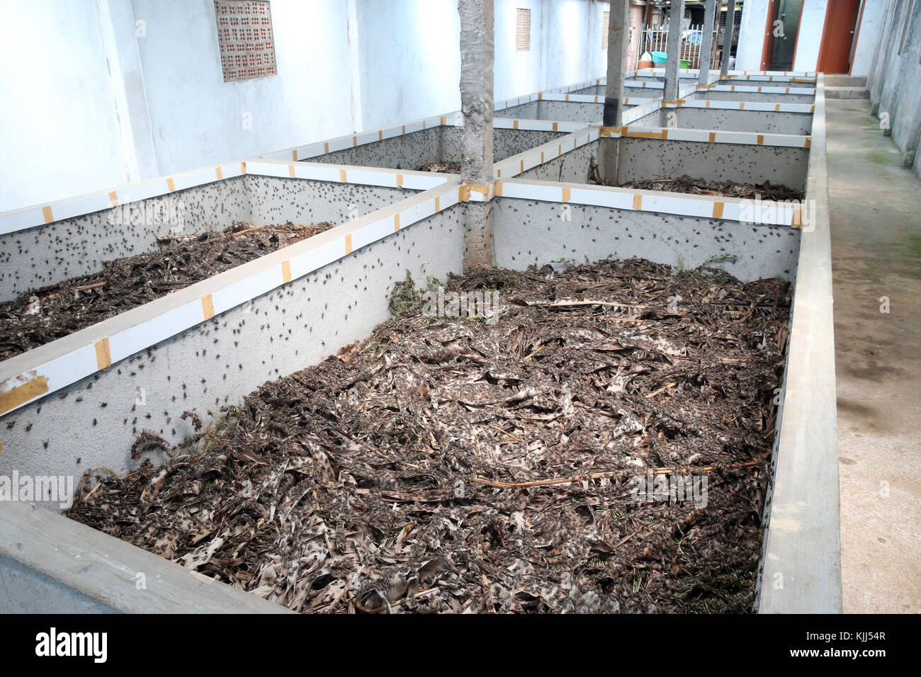 Cricket farm. Edible insects. Dalat. Vietnam Stock Photo Alamy