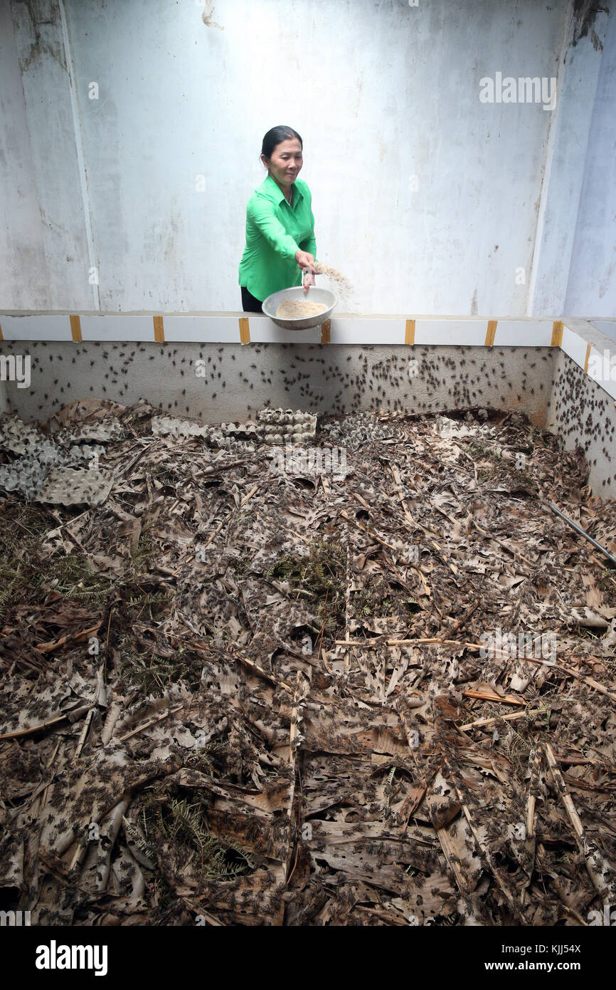 Cricket farm. Edible insects. Dalat. Vietnam Stock Photo Alamy