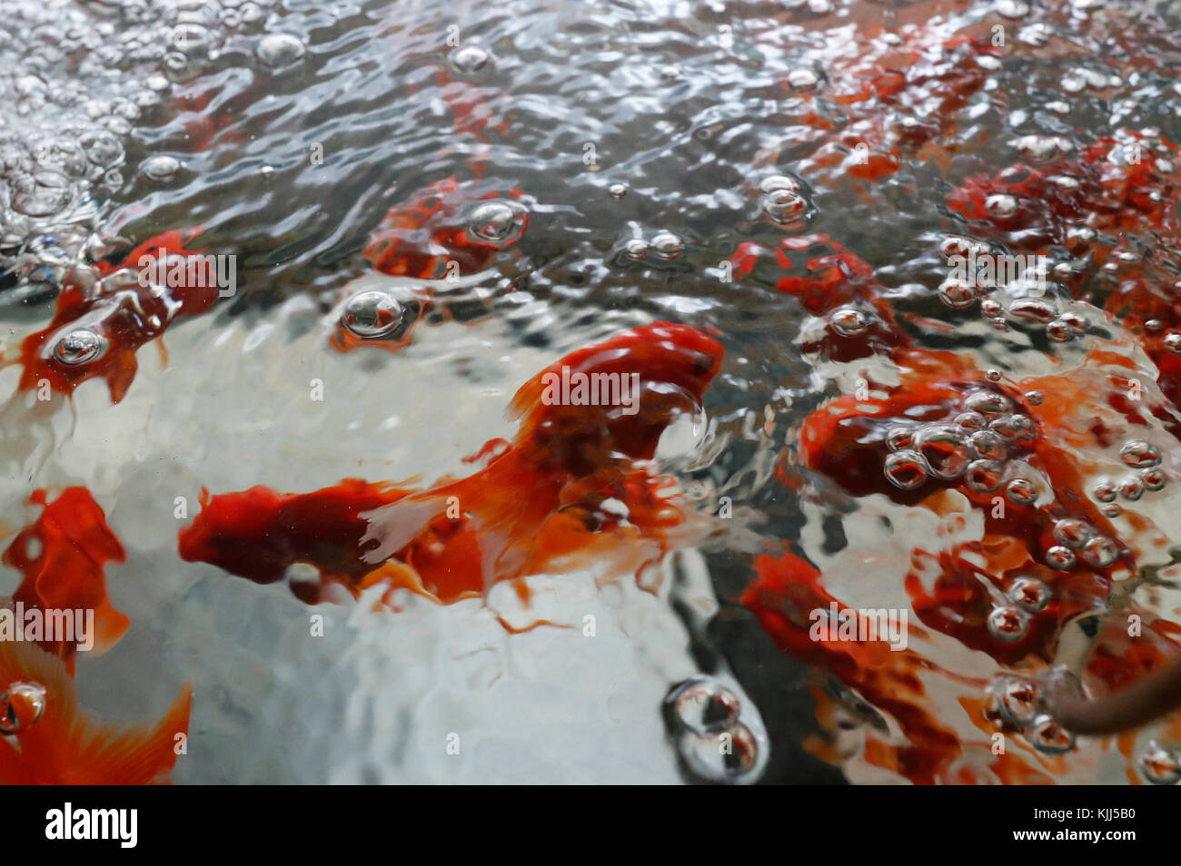 Pet store fish hires stock photography and images Alamy
