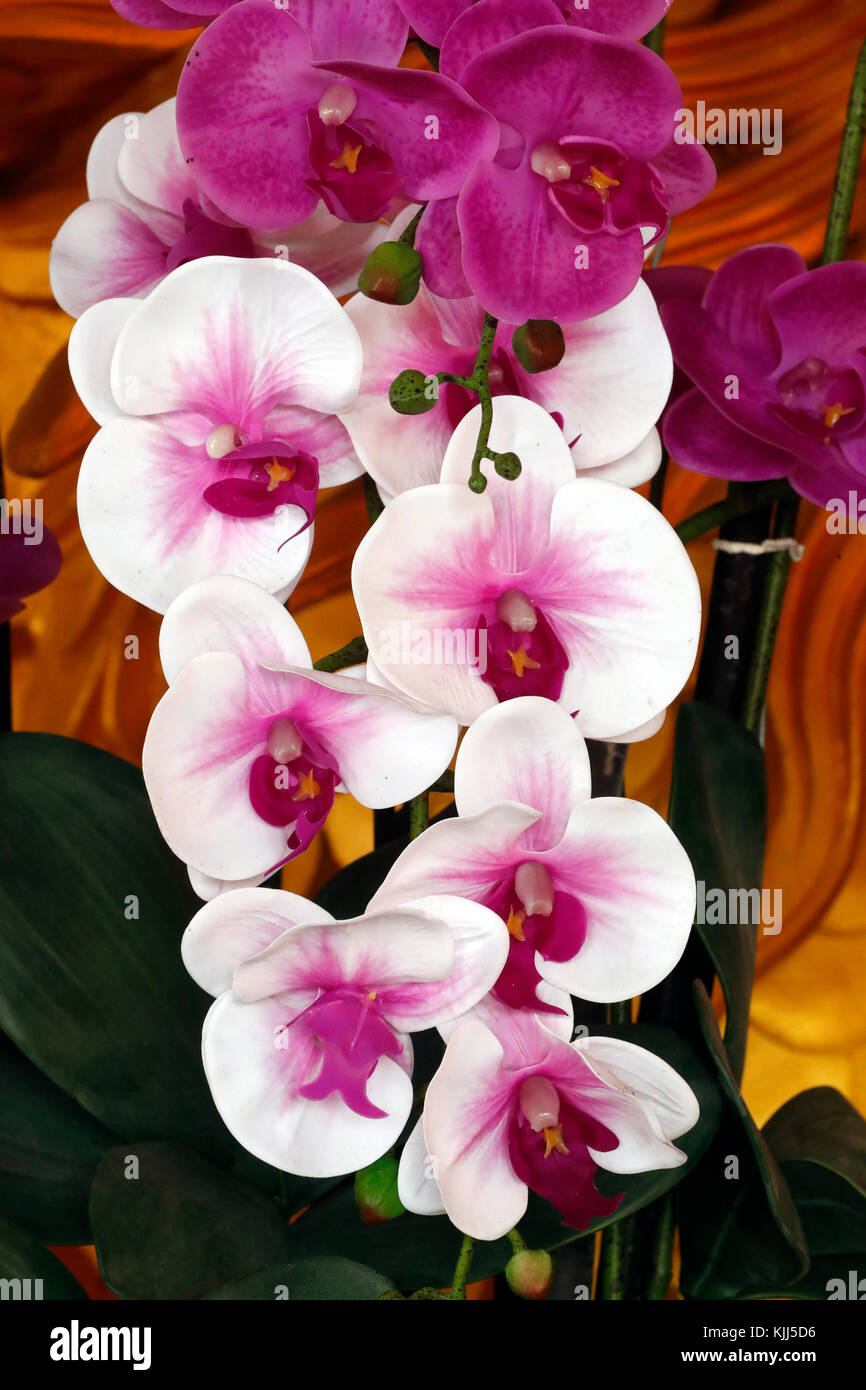 Close up of a pink indoors orchid. Vung Tau. Vietnam. Stock Photo