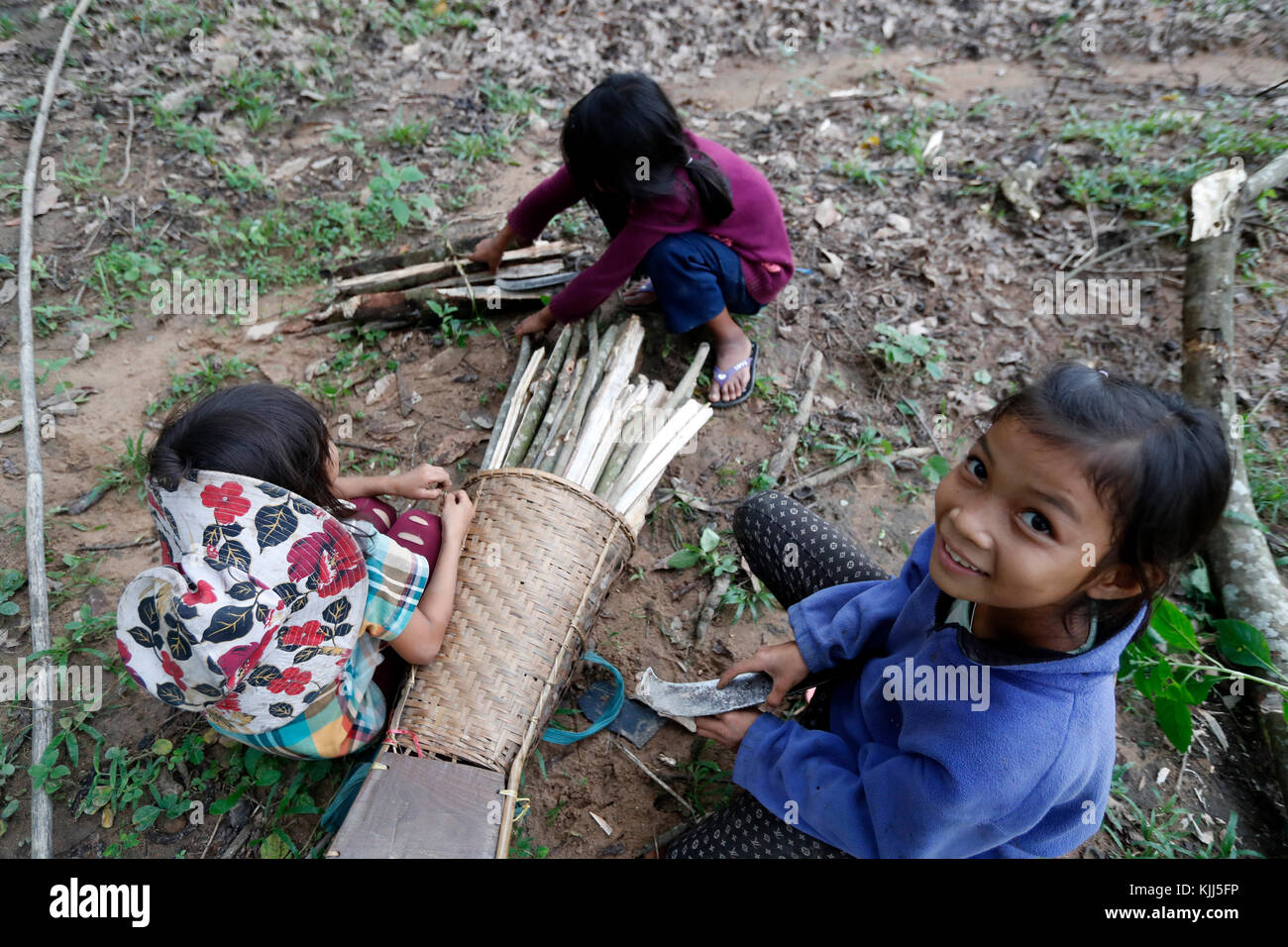 Rubber tree plantation, Children collecting wood for fire.  Kon Tum. Vietnam. Stock Photo
