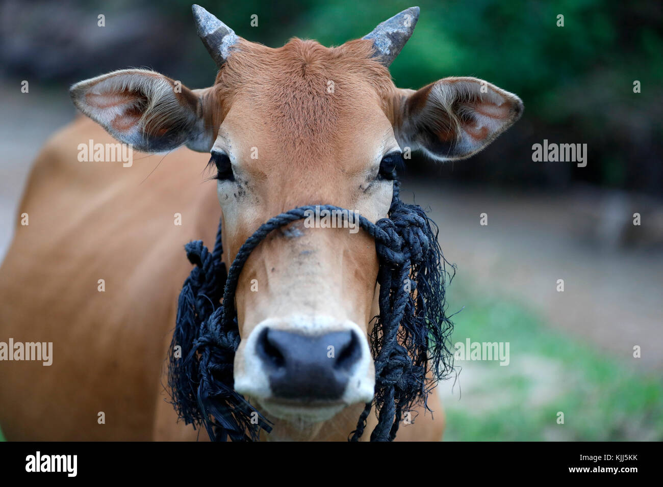 Close up cow hi-res stock photography and images - Alamy