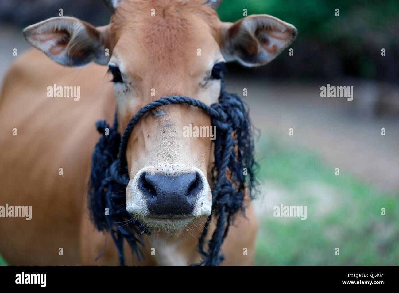Cow up close hi-res stock photography and images - Alamy