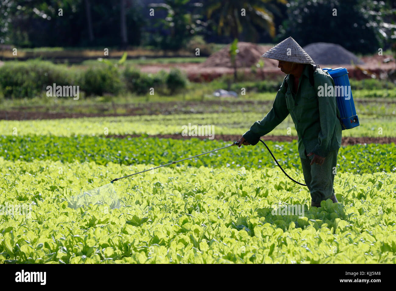 Agricultural field. Vietnamese farmer spraying pesticide. Kon Tum. Vietnam. Stock Photo