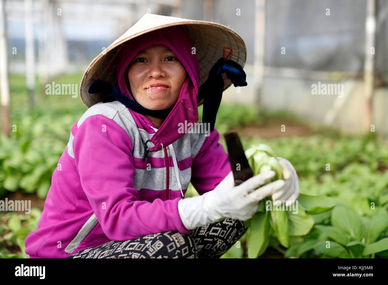 Agricultural field. Vietnamese woman at work.  Kon Tum. Vietnam. Stock Photo