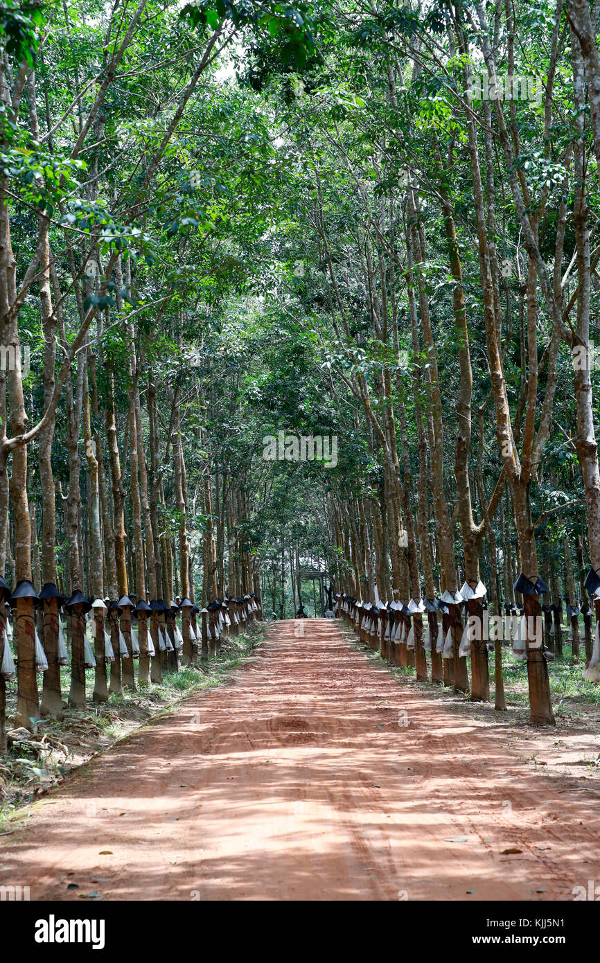 Rubber tree plantation, Kon Tum. Vietnam. Stock Photo
