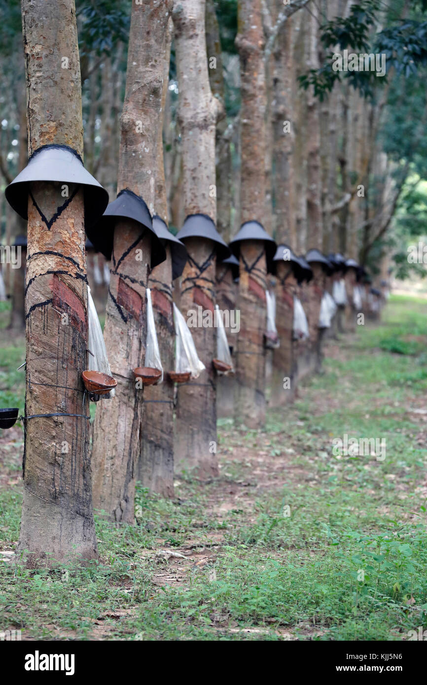 Rubber tree plantation, Kon Tum. Vietnam. Stock Photo