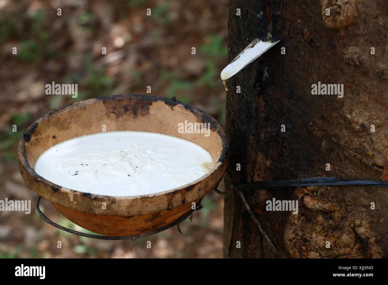 Collecting latex from a rubber tree.  Kon Tum. Vietnam. Stock Photo