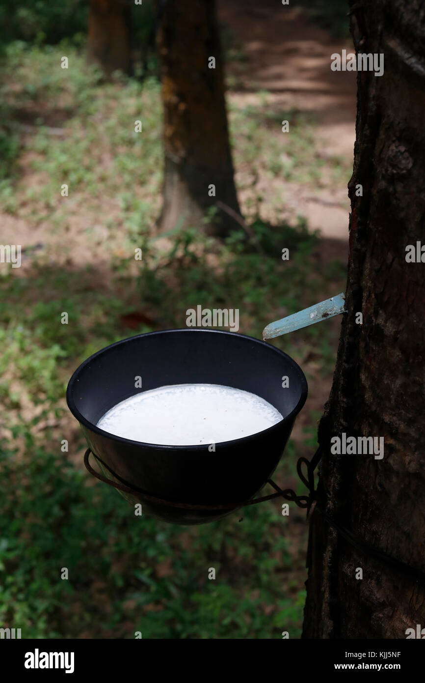 Collecting latex from a rubber tree.  Kon Tum. Vietnam. Stock Photo