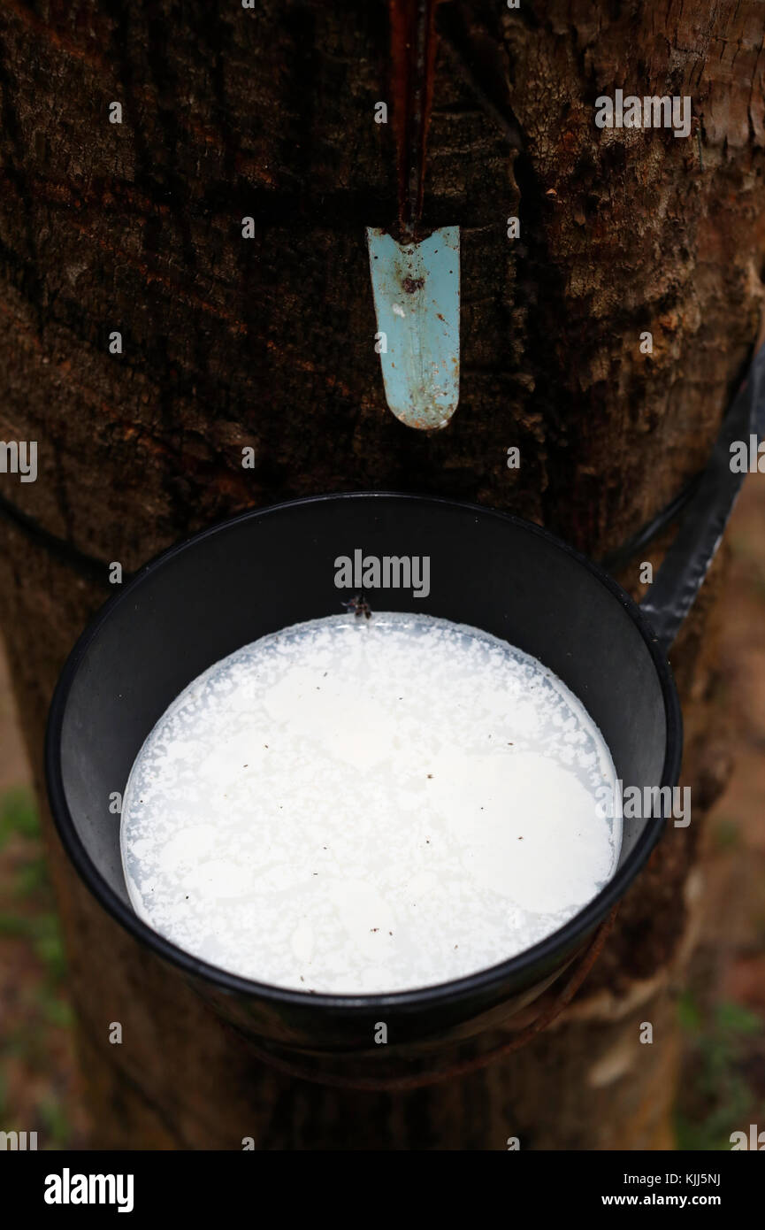 Collecting latex from a rubber tree.  Kon Tum. Vietnam. Stock Photo