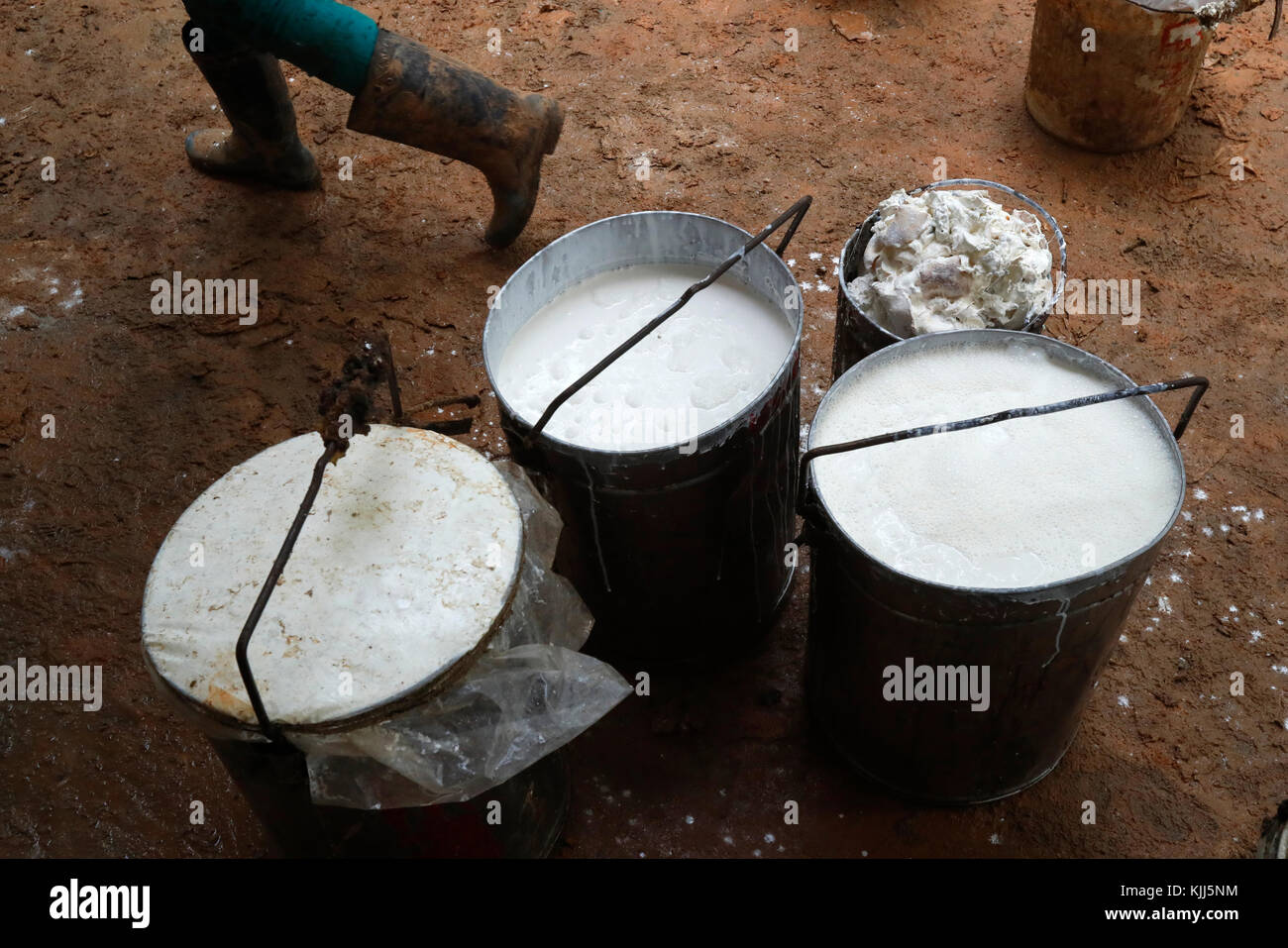 Rubber Tree Latex Collection And Rubber Production.  Kon Tum. Vietnam. Stock Photo