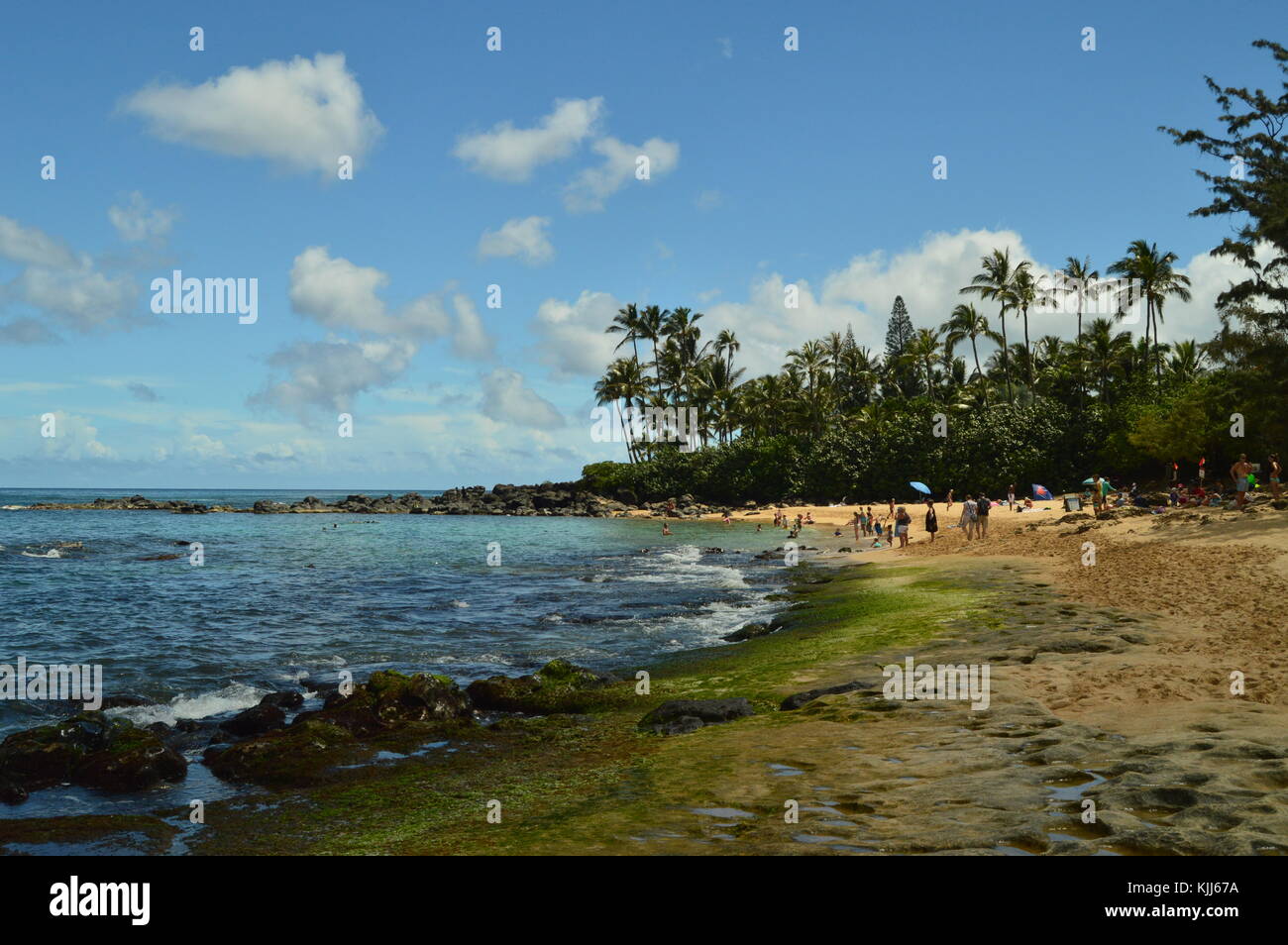 Fabulous Green Sand Beach Full Of Turtles. Oahu, Hawaii, USA, EEUU