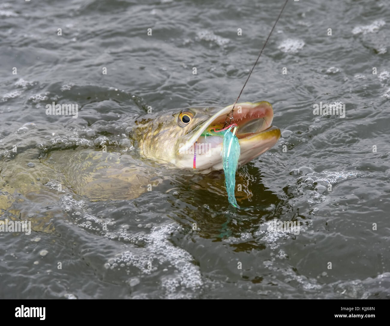Hooked northern pike caught by a flyfisherman with a colorful pike fishing fly on its mouth October cloudy day at the Baltic Sea in archipelago of Sou Stock Photo