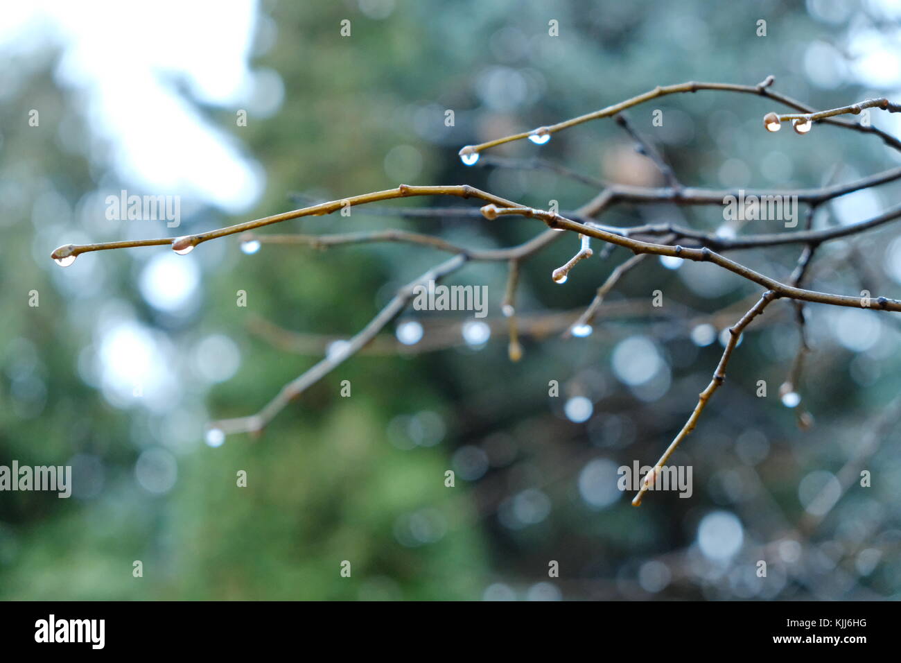 Raindrops on the branches of a tree Stock Photo