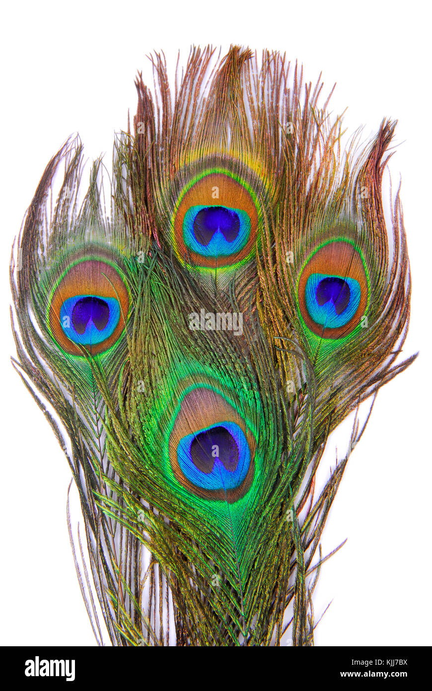 Feathers isolated hi-res stock photography and images - Alamy