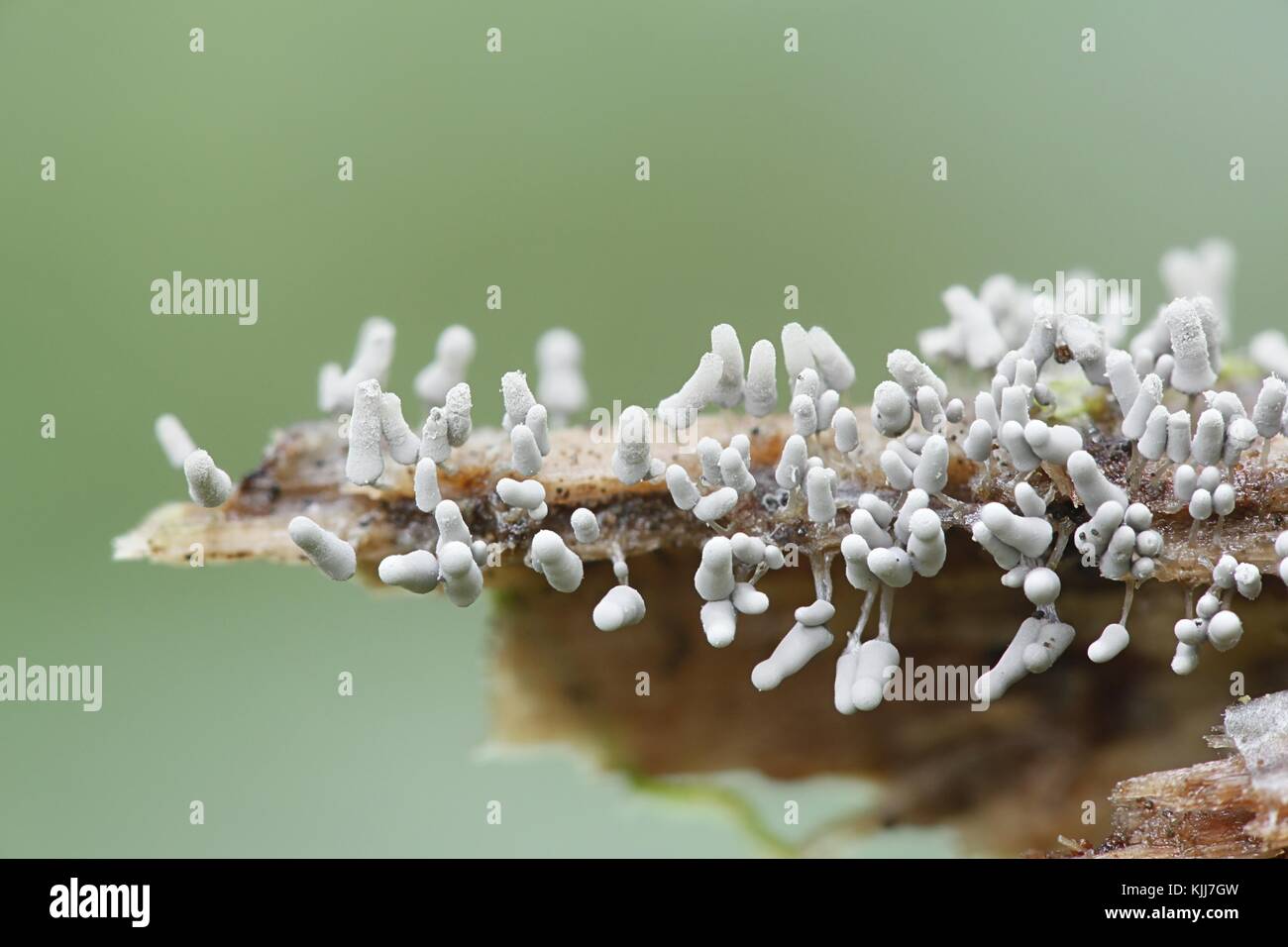 White slime mold, Arcyria cinerea Stock Photo