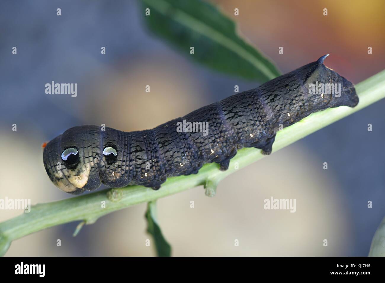 Elephant hawk moth caterpillar Stock Photo - Alamy