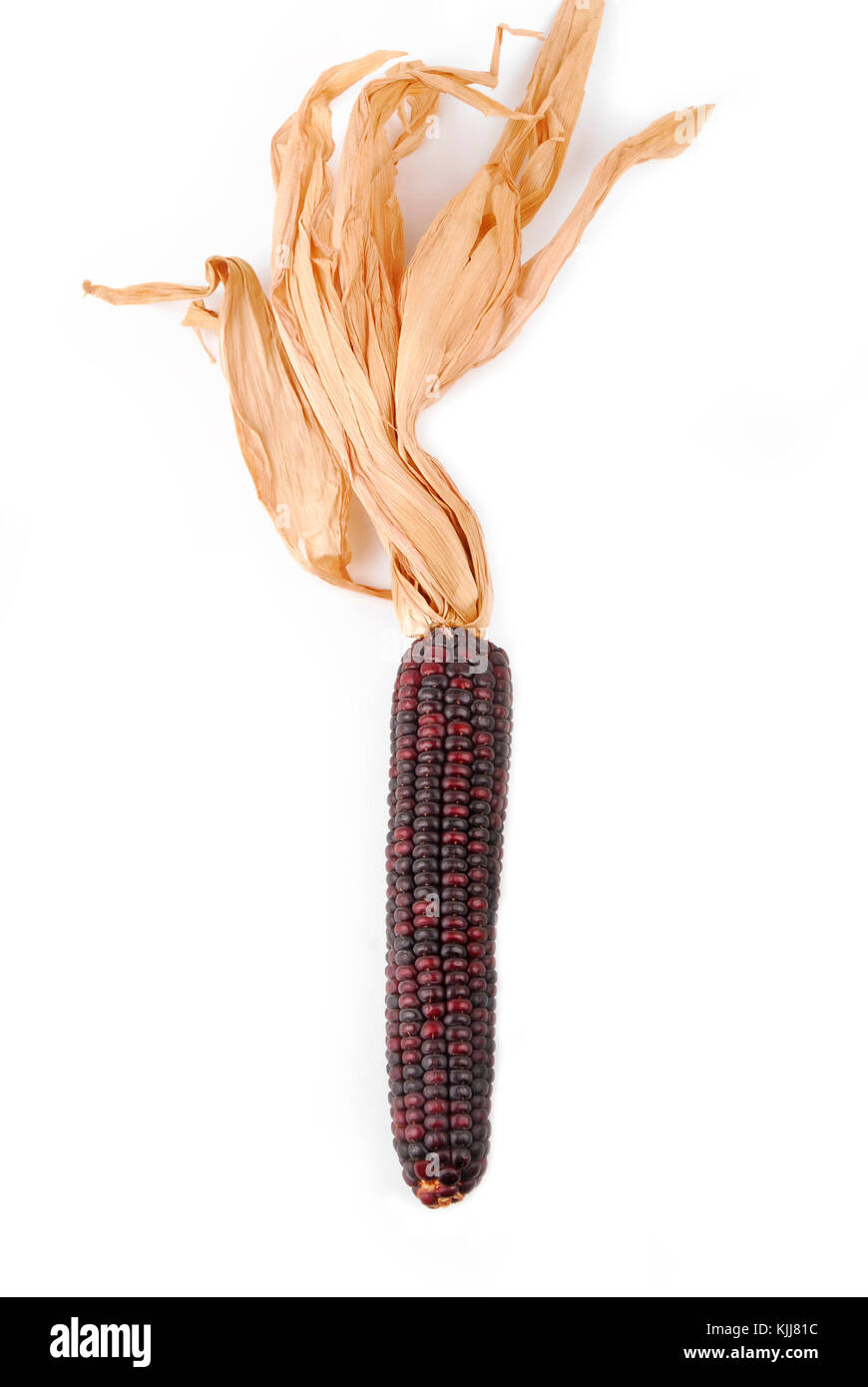 Cob corn Indian isolated on white Stock Photo