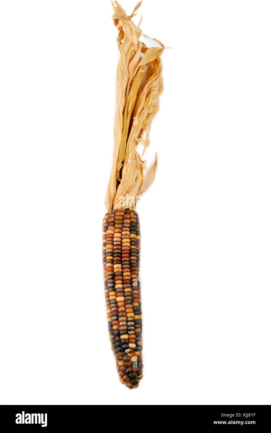 Cob corn Indian isolated on white Stock Photo